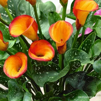 Калла Фаер Дэнсер