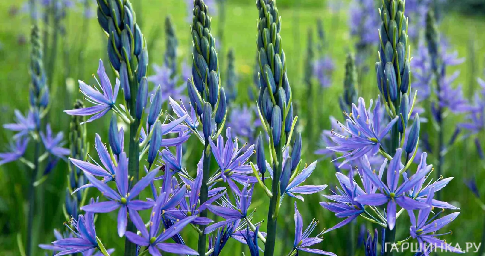 Камассия Блю Мелоди