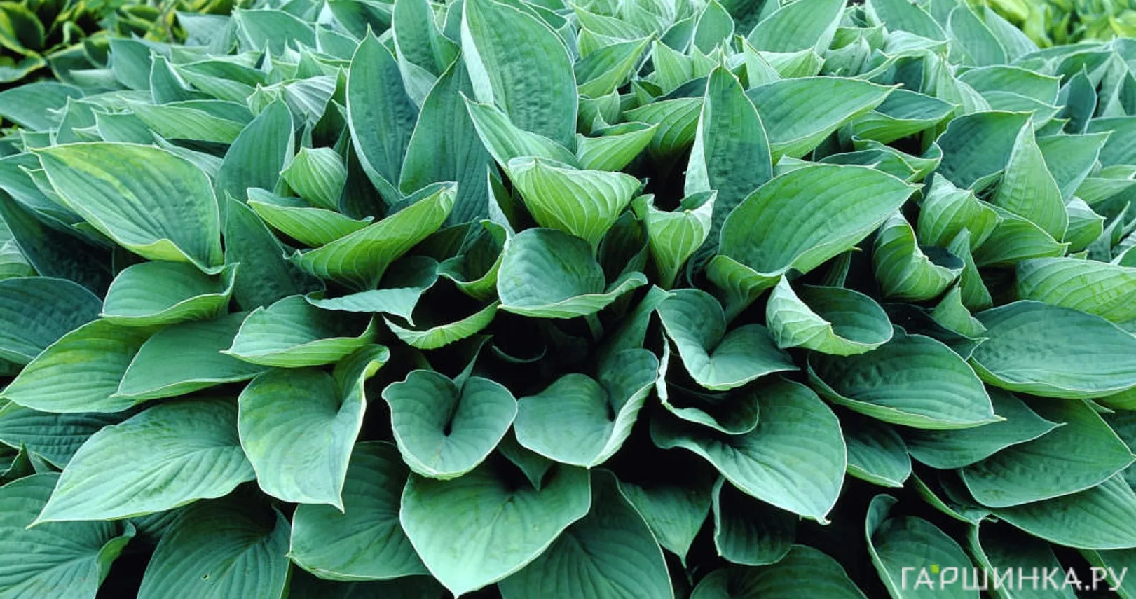 Хоста Форчуна Гиацинтина (M)