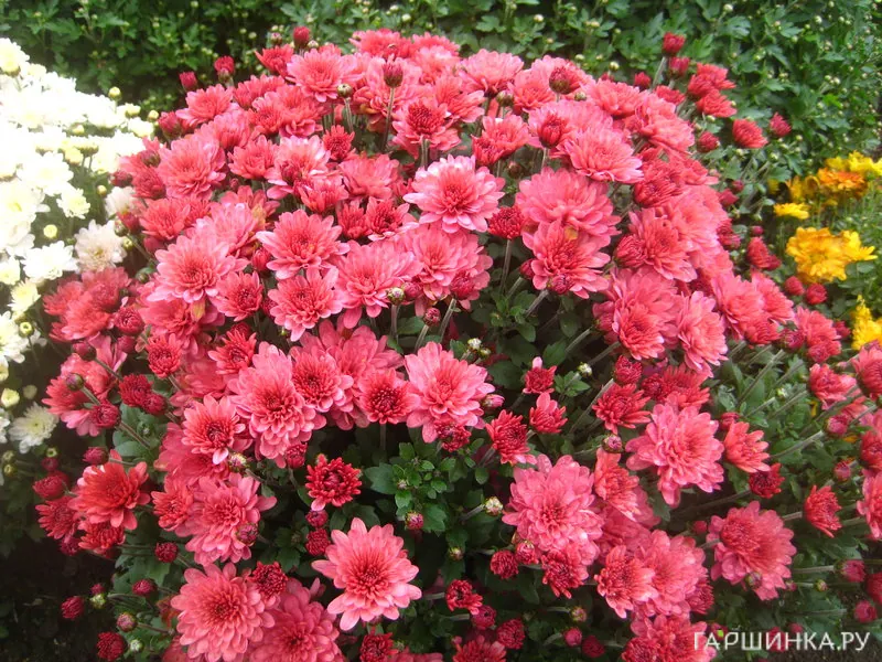 Хризантема мультифлора Брансаунд Маджента (Черри)