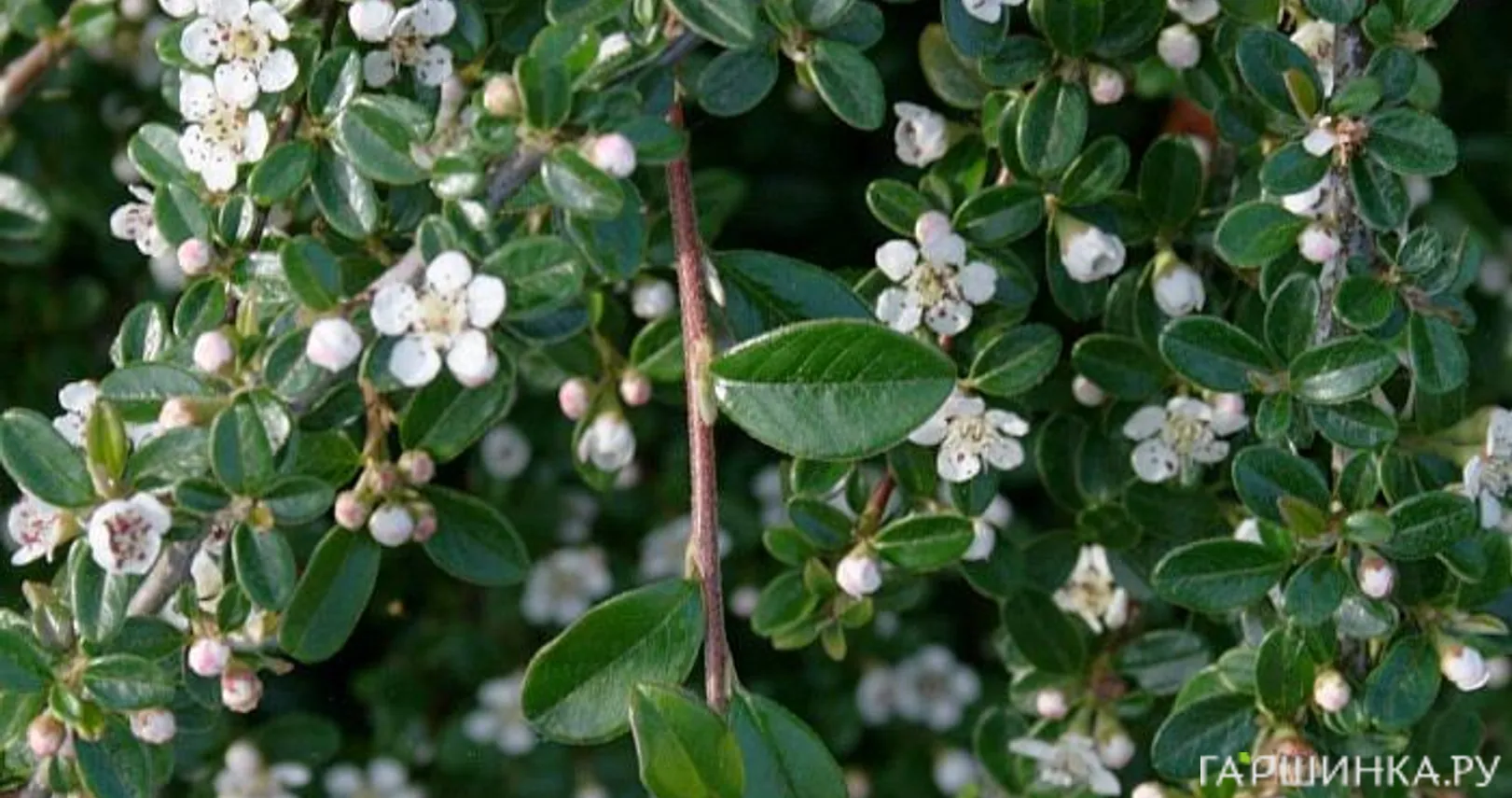 Кизильник Даммера Мункрепер