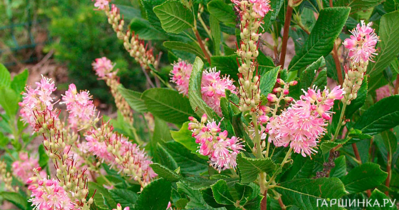 Клетра Пинк Спайр