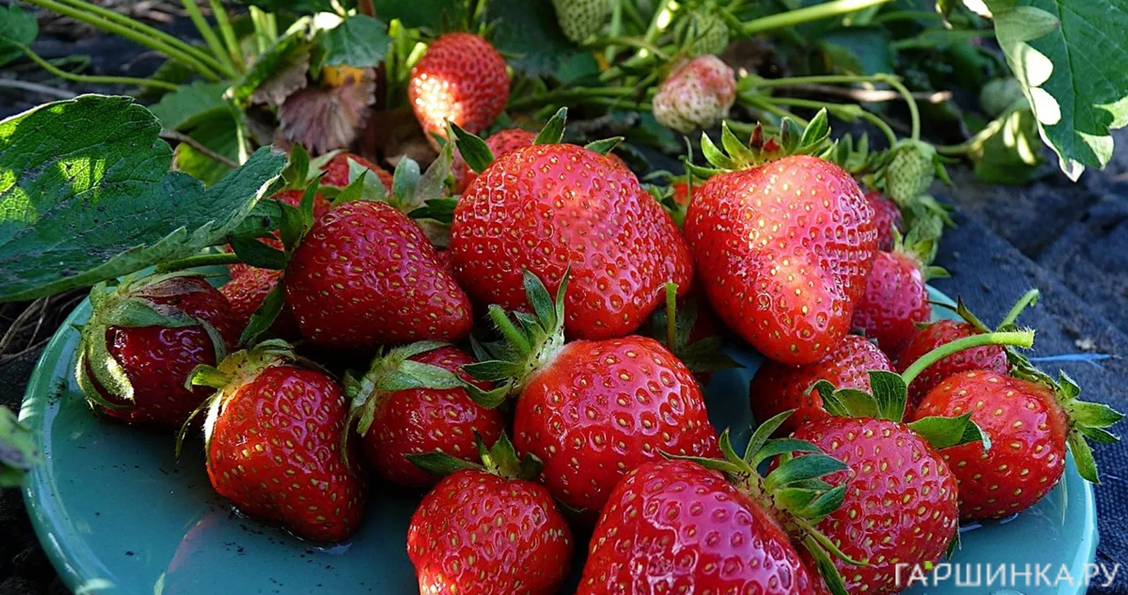 Клубника Альба