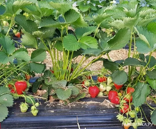 Клубника Твист