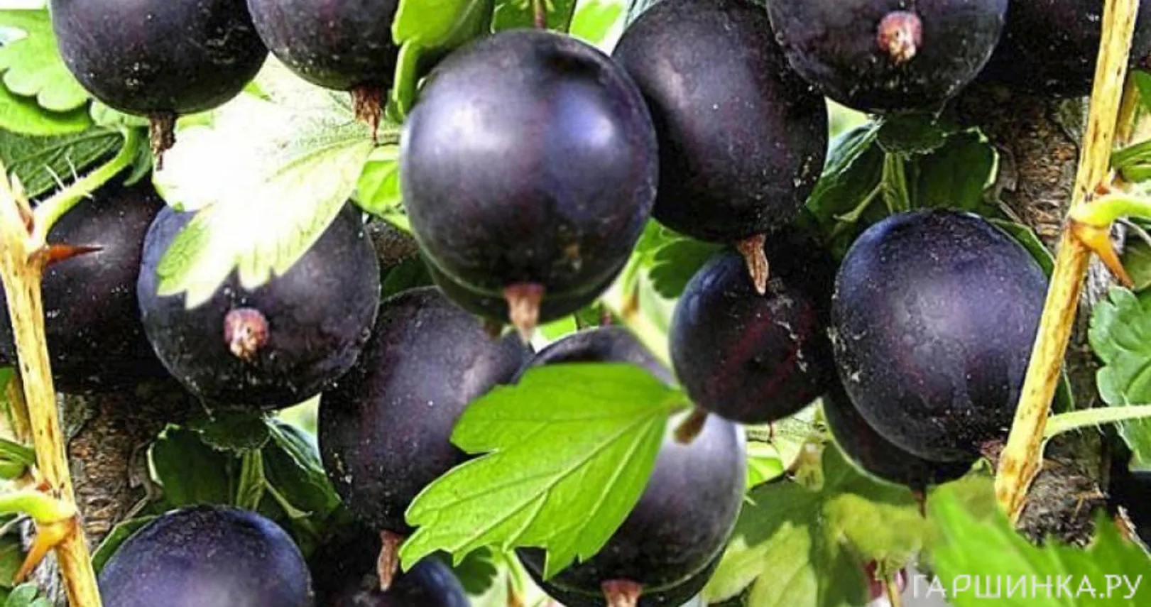 Крыжовник Африканец черноплодный