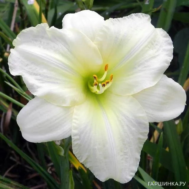 Лилейник Вайт Темптейшн