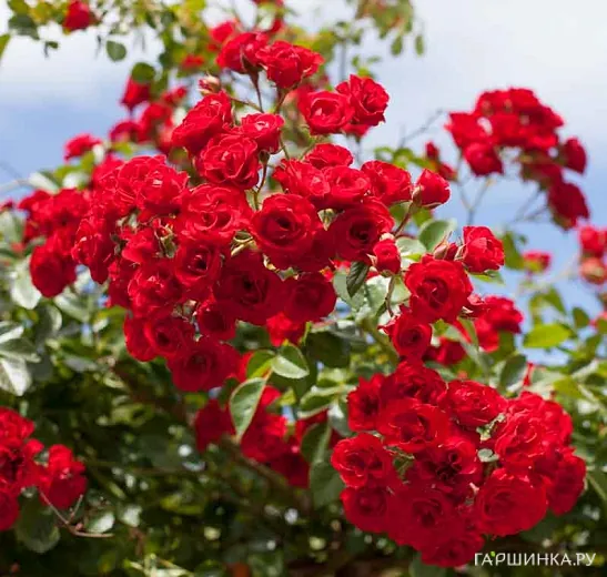 Роза Скарлет Мейдилэнд, Мейян (лиц)