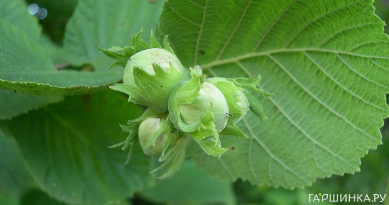 Лещина обыкновенная (фундук) Олбзуми зе Халле