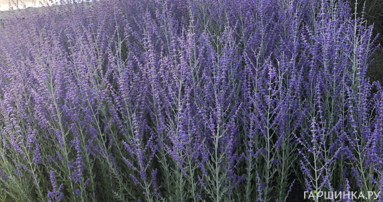 Перовския Блу Спайр