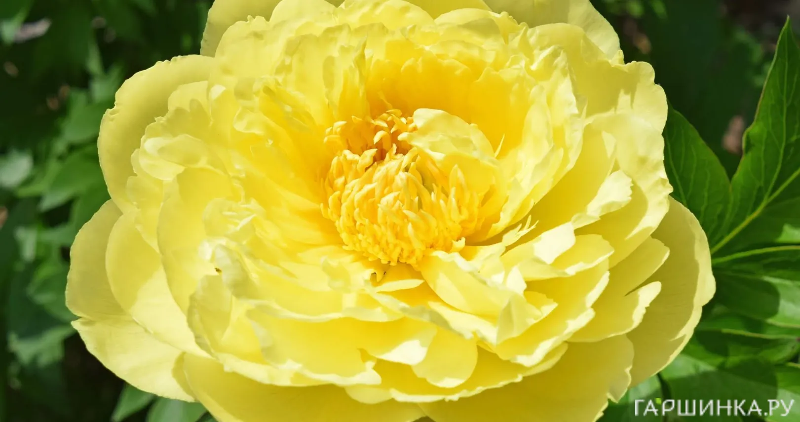 Пион Еллоу Дабл Денди (ИТО)