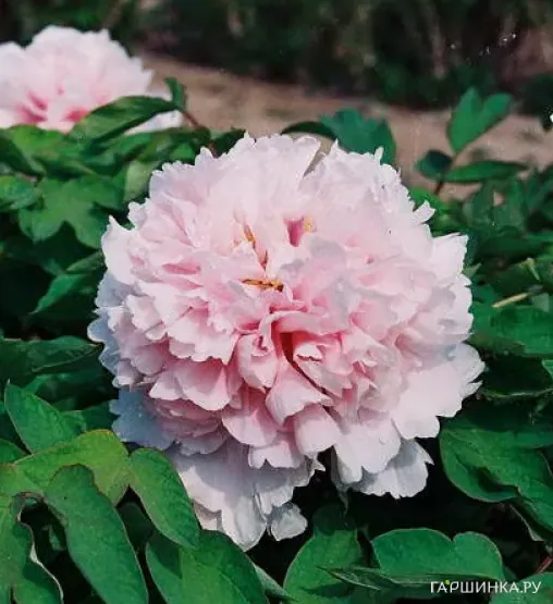 Пион Букет Розовых Гвоздик древовидный розовый