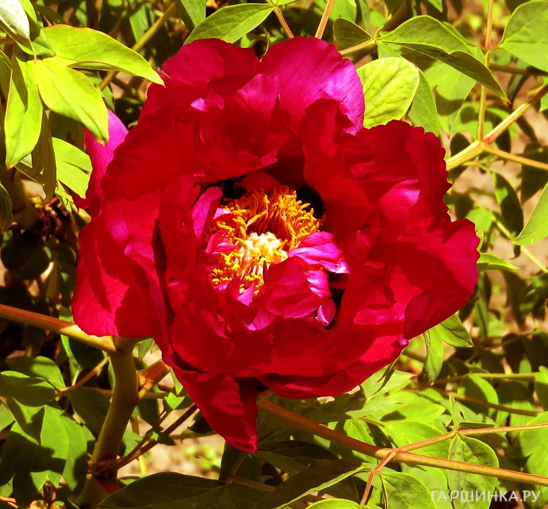 Пион Красный Лотос древовидный красный