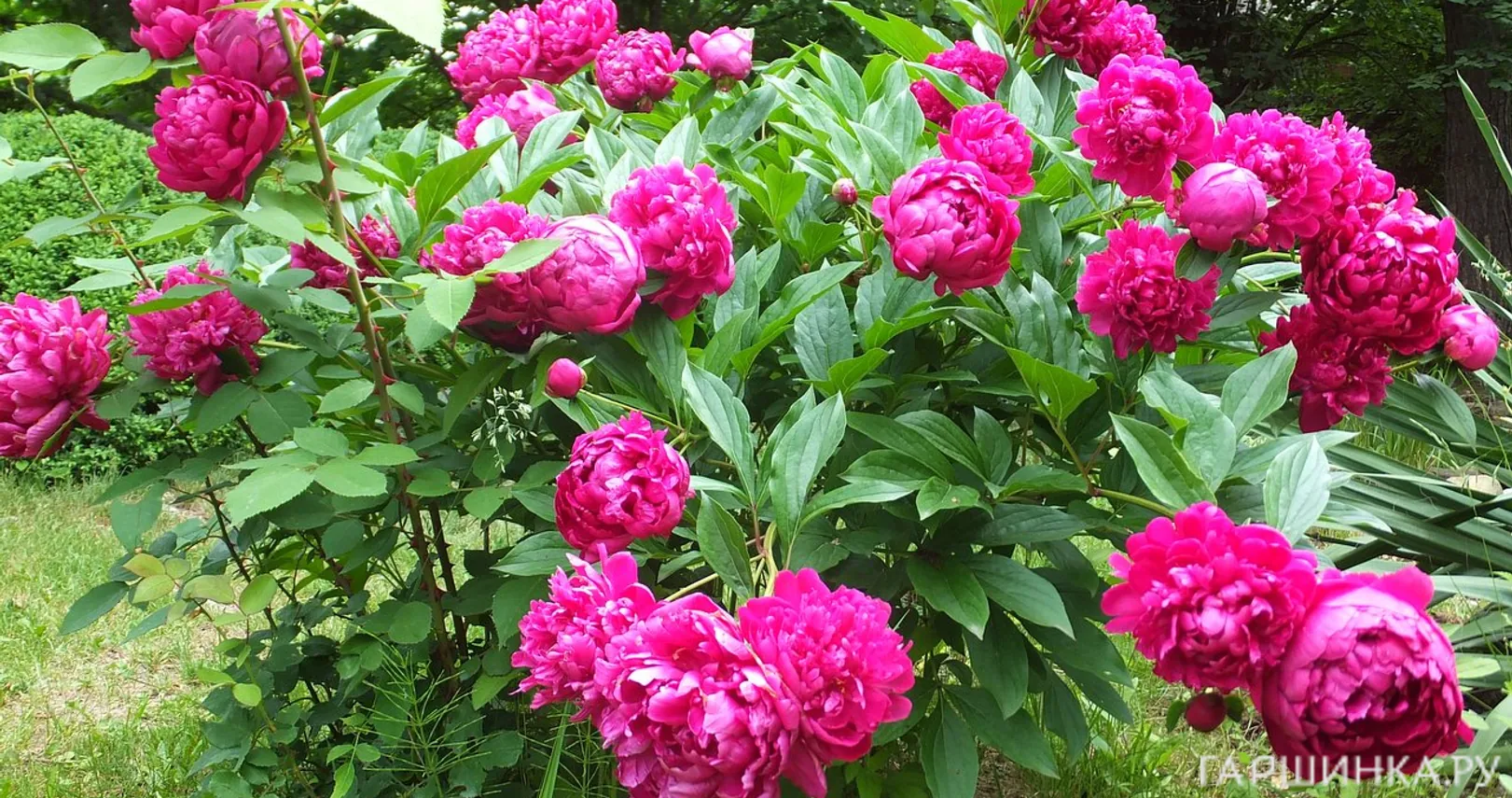 Пион древовидный Пурпурный Феникс