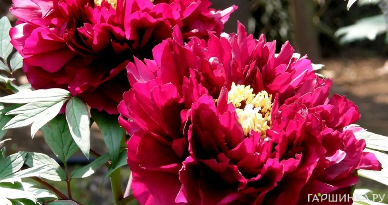 Пион древовидный Сад в розовом сиянии