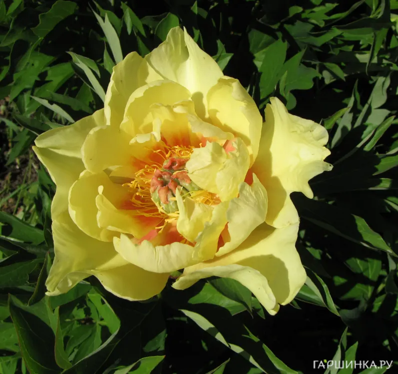 Пион гибридный Sunshine