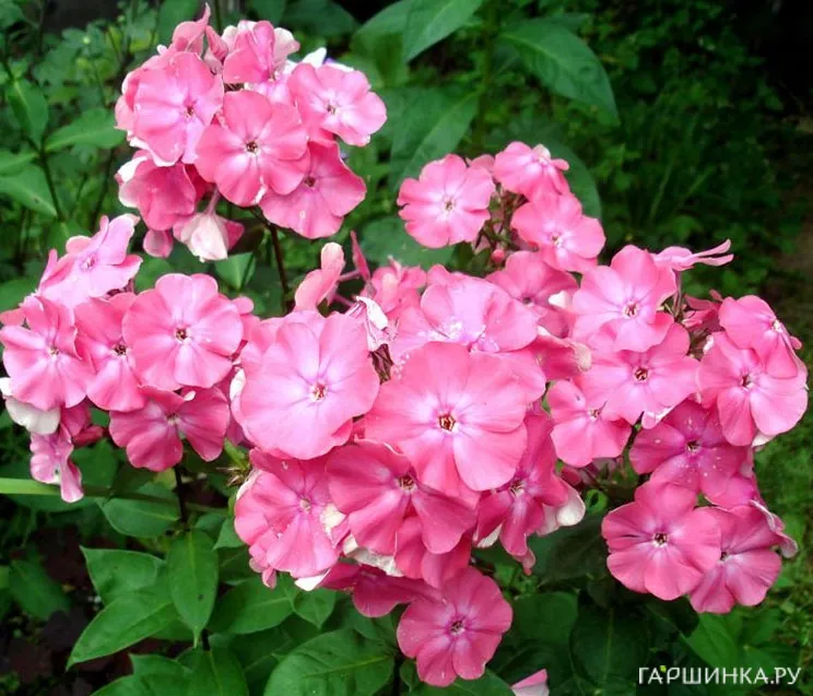 Флокс метельчатый розовый