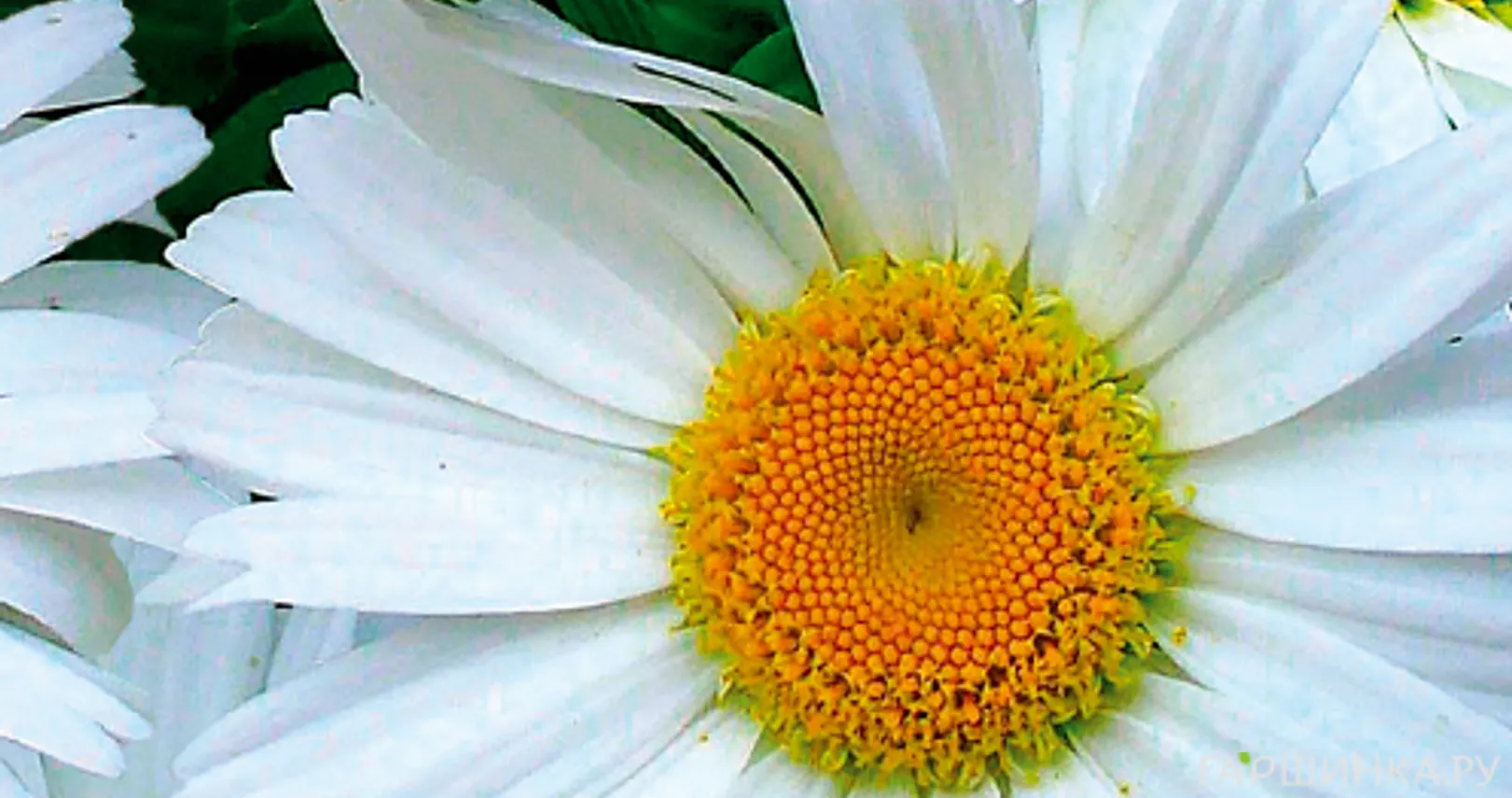 Нивяник Весенний Гигант ц.п. 0,2 гр