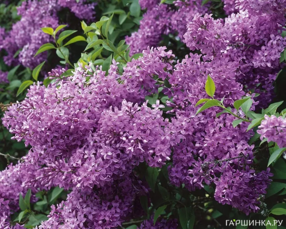 Сирень китайская Саугеана