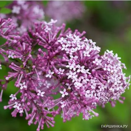 Сирень Мейера Флауэрфест Пурпл