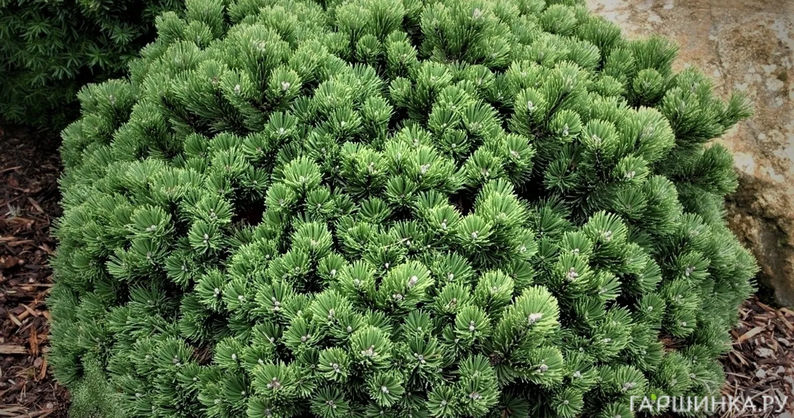 Сосна горная Шервуд Компакт