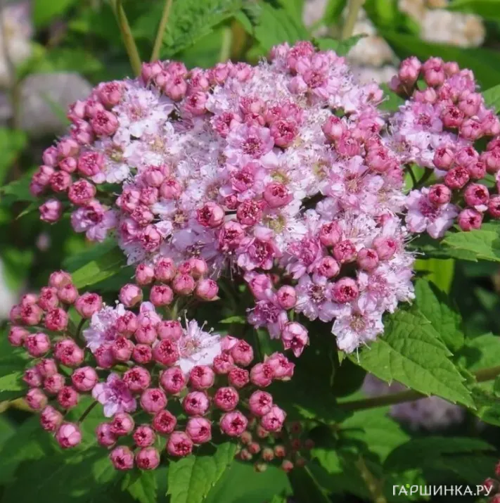 Спирея Манон