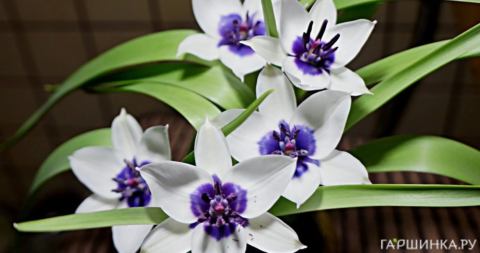 Тюльпан Альба Коурелеа Окулята 5 шт