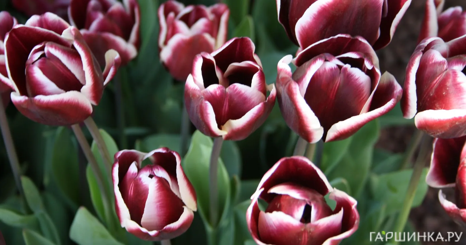 Тюльпан Александр Пушкин Триумф 5шт