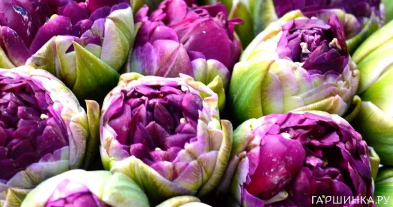 Тюльпан Блу Вау 5 шт