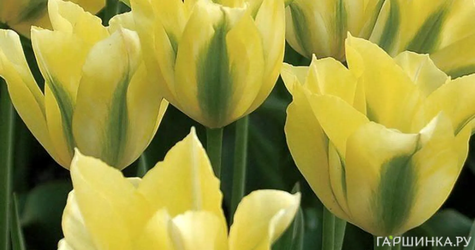 Тюльпан Елоу Сприн Грин зеленоцветный 4шт