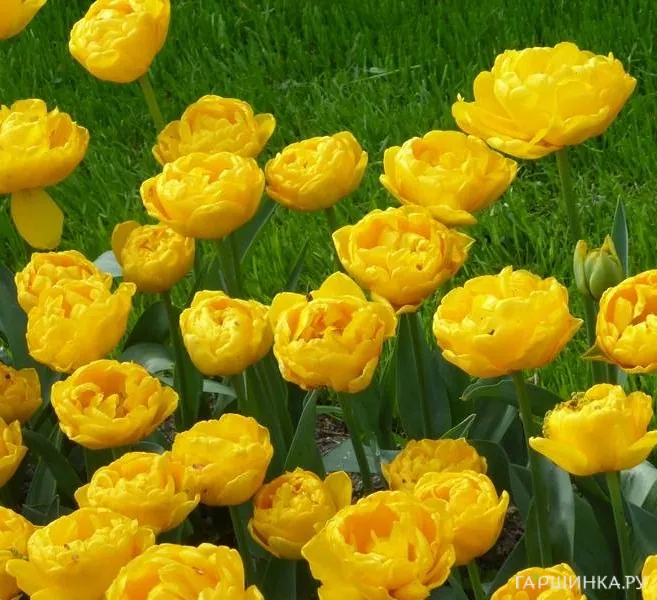 Тюльпан Голд Февер 5 шт