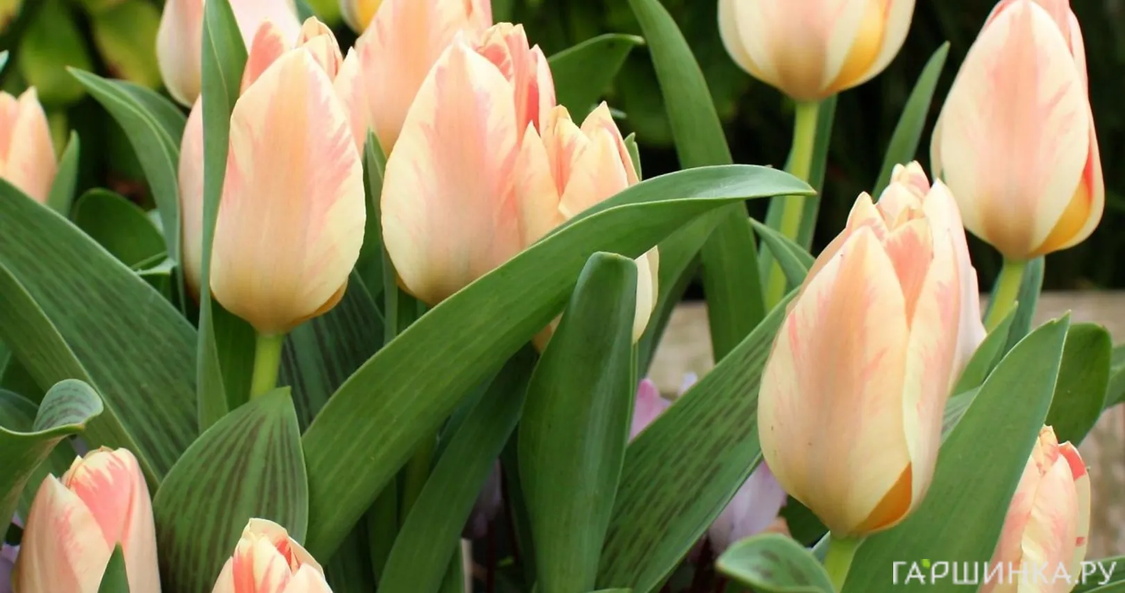 Тюльпан Литл Герл Грейга 5шт