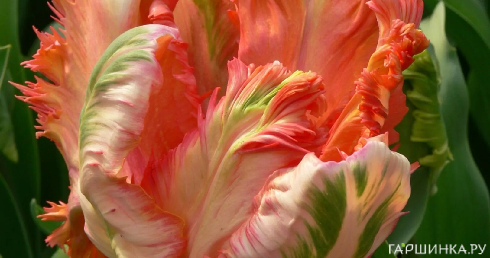 Тюльпан Пэррот Кинг попугайный 5шт