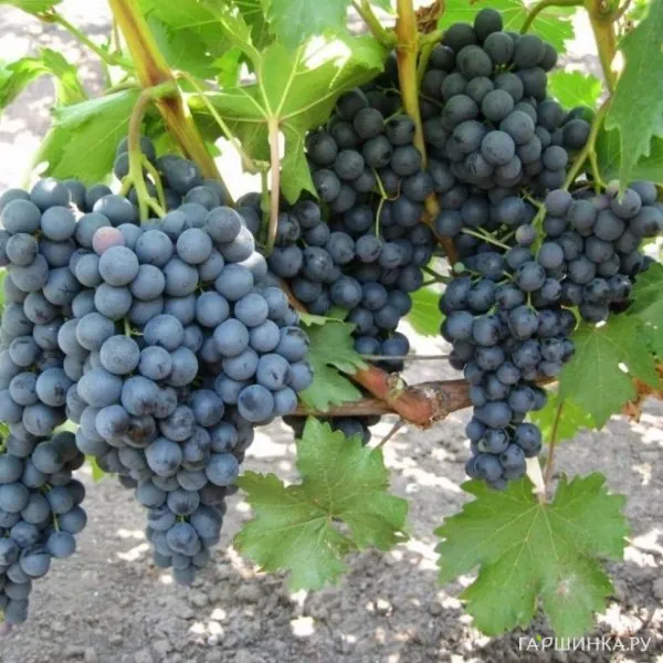 Виноград столовый Кишмиш Черный изумруд