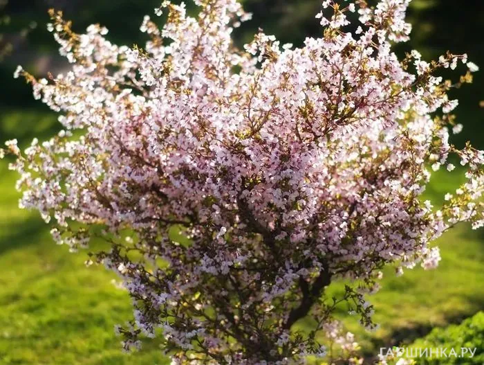 Вишня вырезанная Коджо-Но-Маи