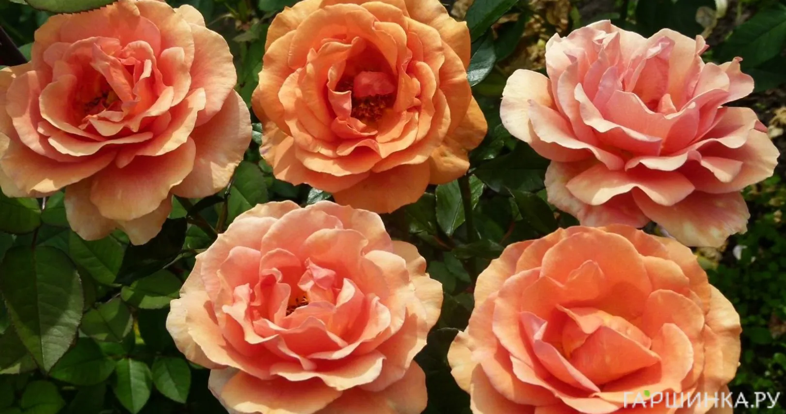 Роза Ашрам чайно-гибридная, Тантау (лиц)