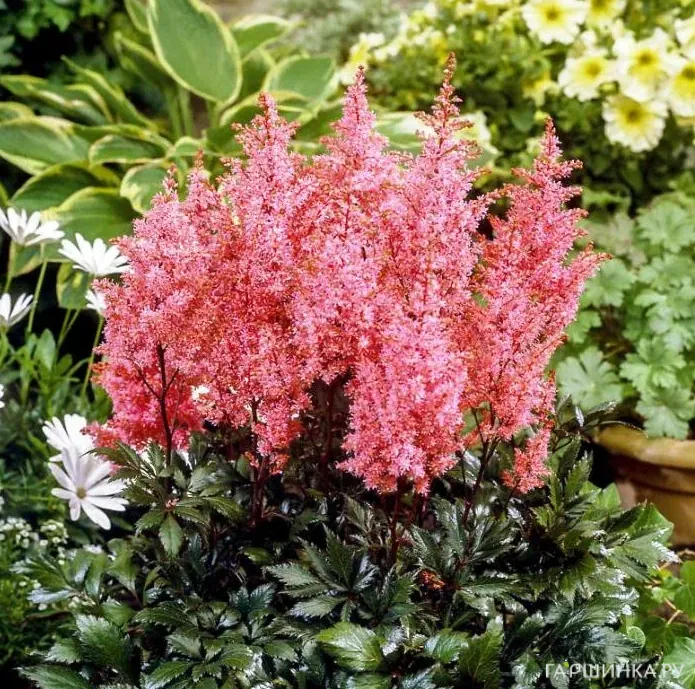 Астильба Арендса Лоллипоп