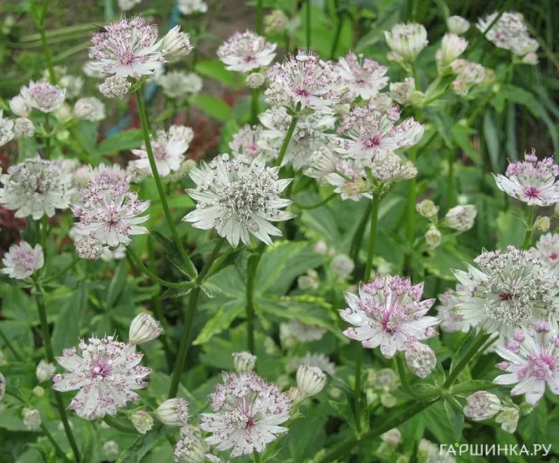 Астранция Санингдейл Вариегата