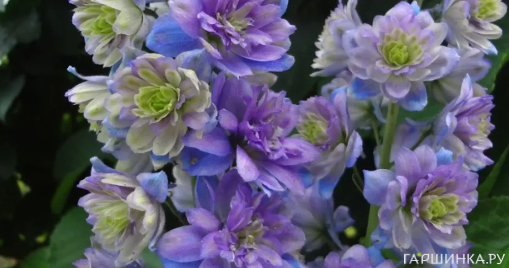 Дельфиниум Блюберри Пай (Черничный пирог)