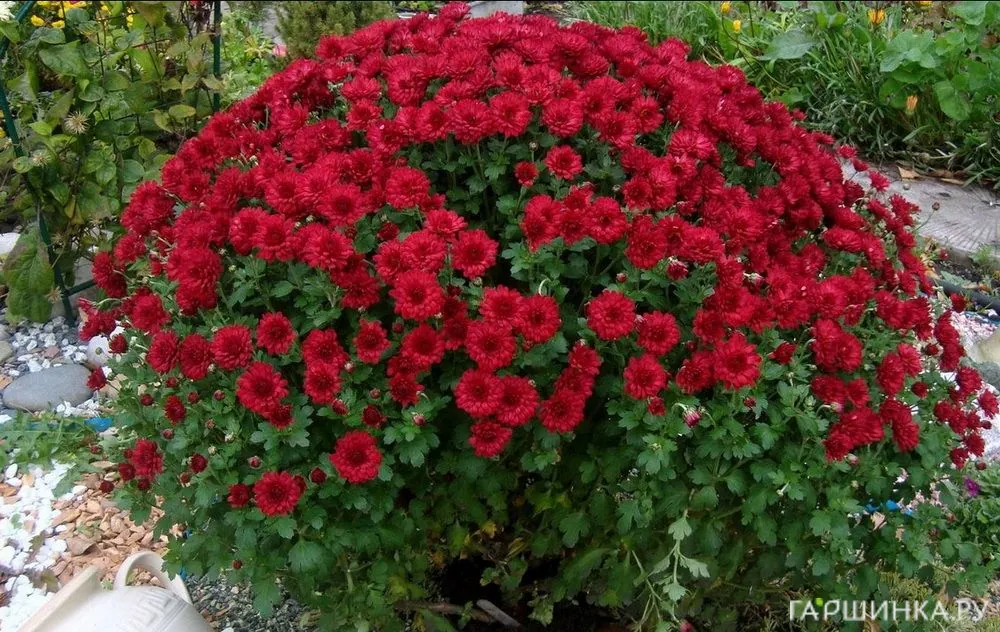 Хризантема мультифлора Бранроял Скарлет