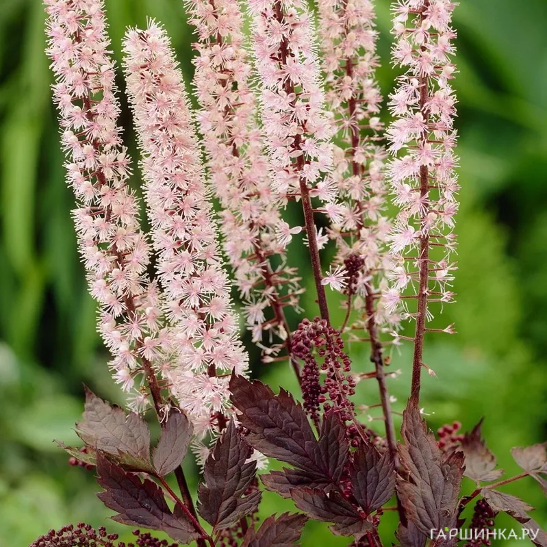 Цимицифуга (Клопогон) Пинк Спайк