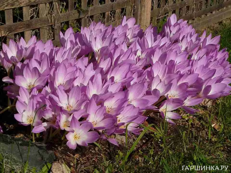 Крокус Зонатус 10шт