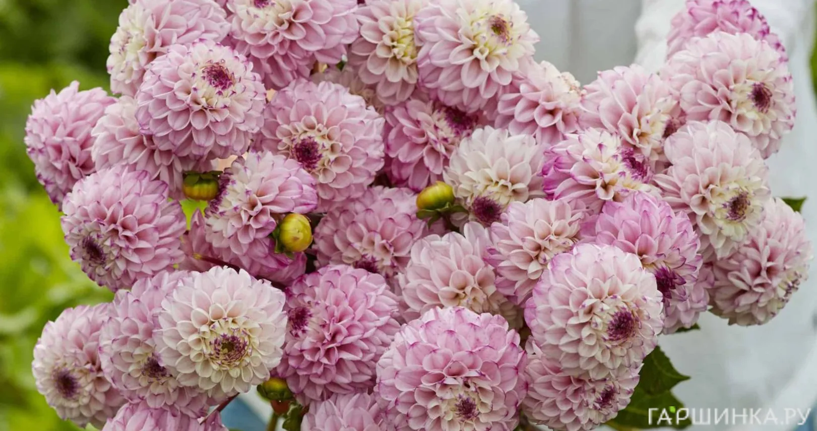 Георгина Генова помпонная