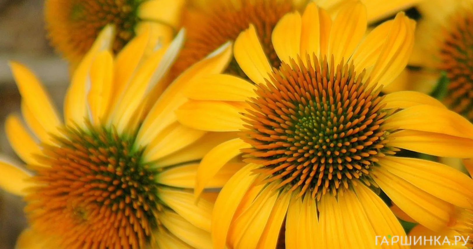 Эхинацея пурпурная Харвест Мун