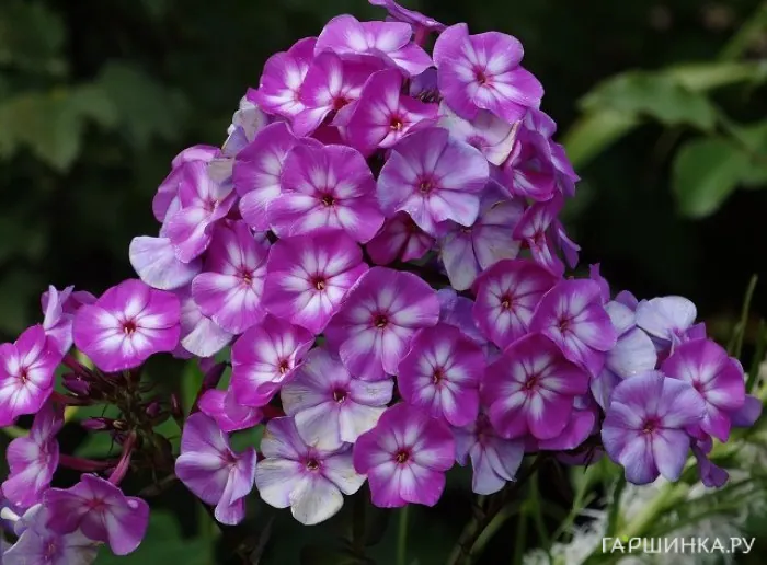 Флокс Литл Бой метельчатый