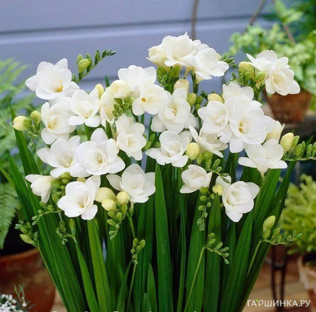 Фрезия махровая Дабл Уайт 10шт.