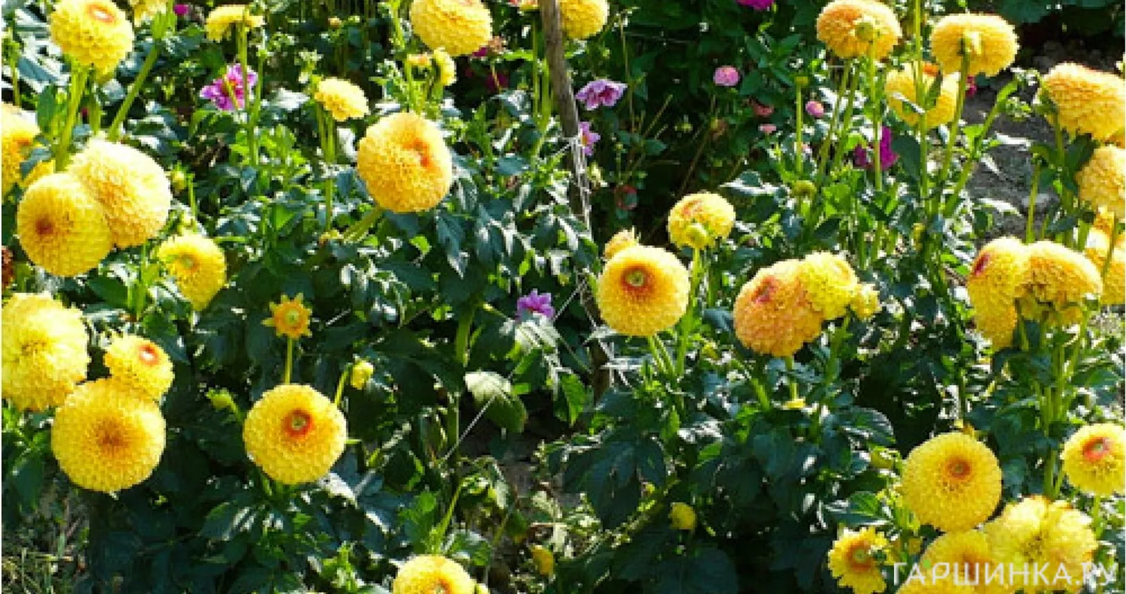 Георгина Санни Бой шаровидная