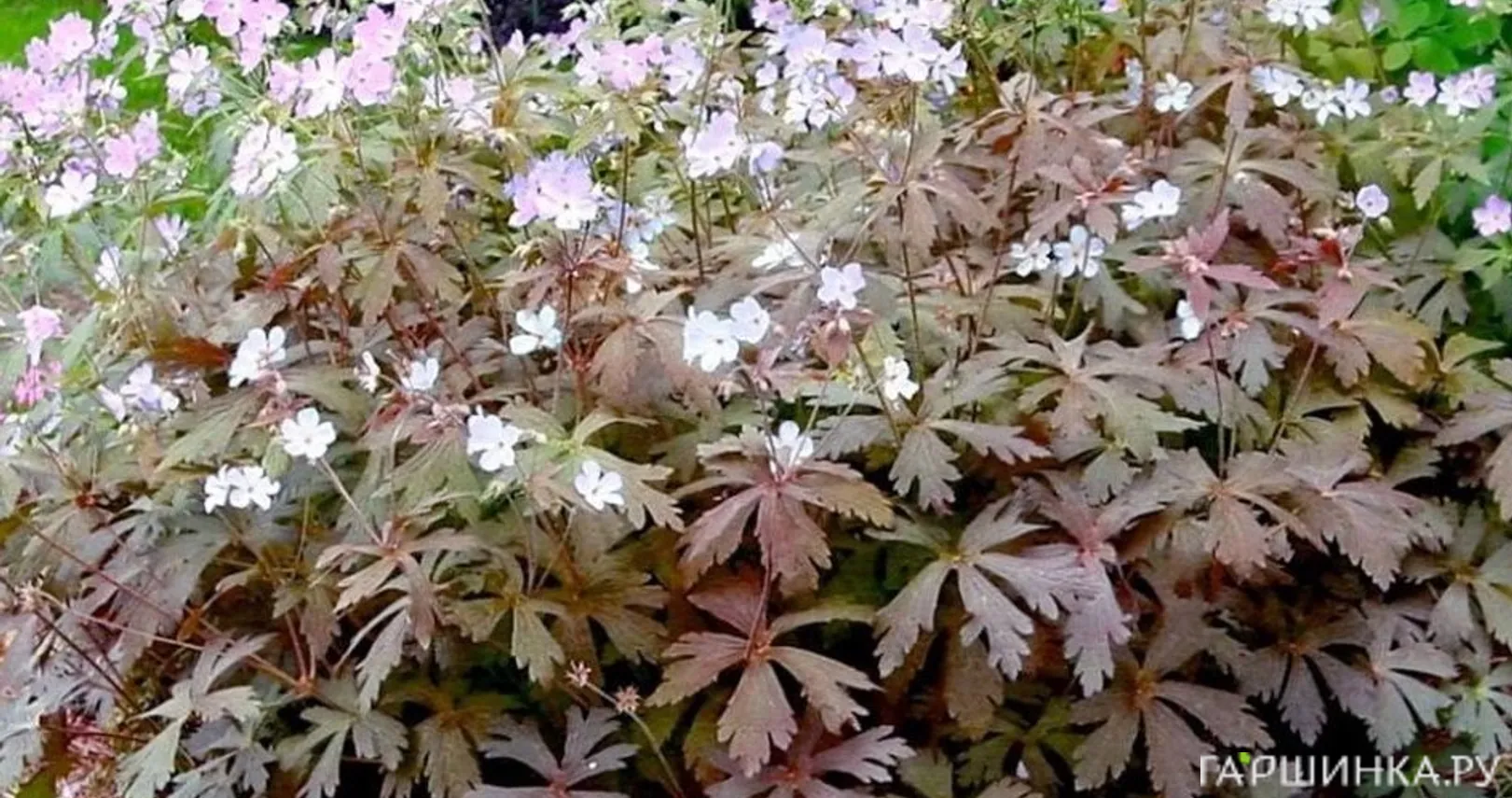 Герань пятнистая Эспрессо