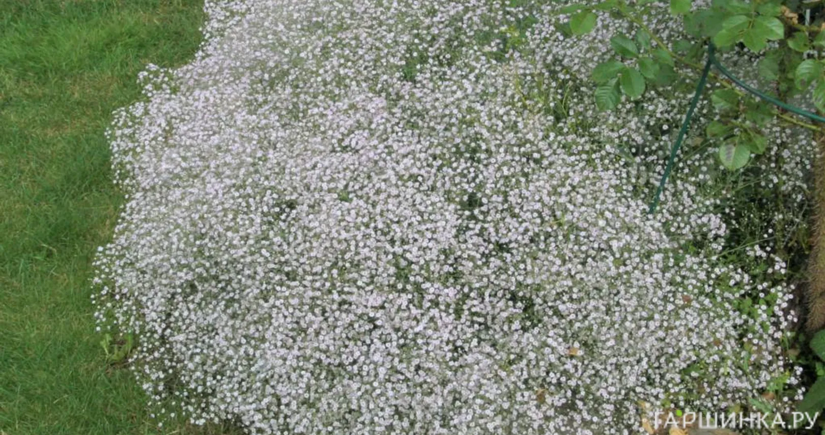 Гипсофила Фейри Перфект