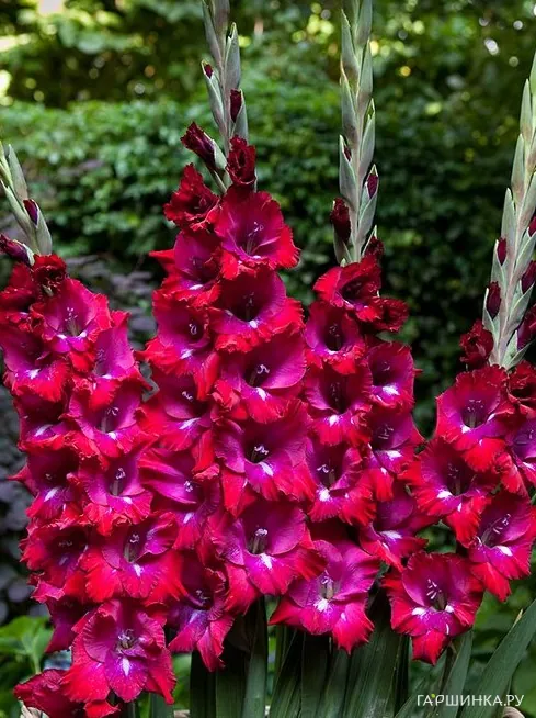 Гладиолус Сан Сиро