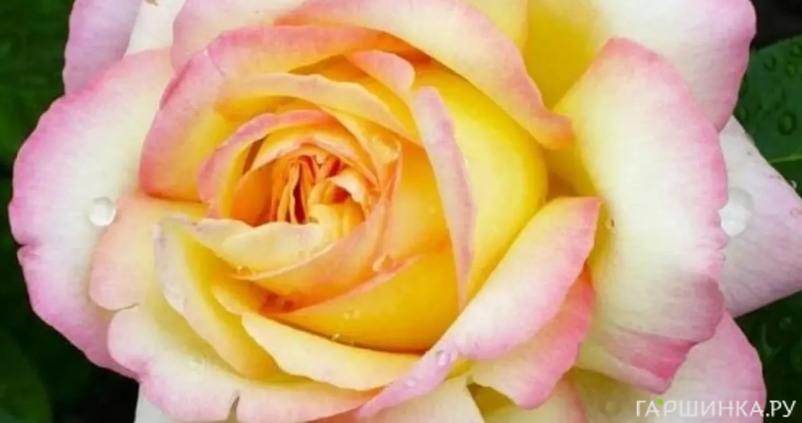 Роза Глория Дей чайно-гибридная